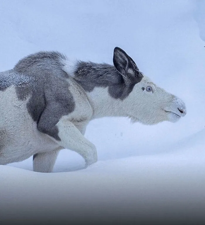 Extremely Rare Piebald Moose Spotted In Man's Backyard In Norway