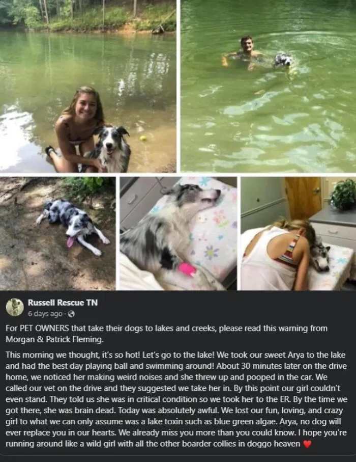 Lake Algae. Rip
