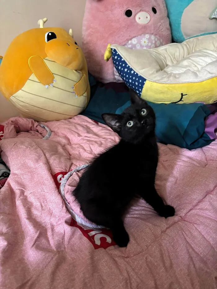 Adopted A Void Today!