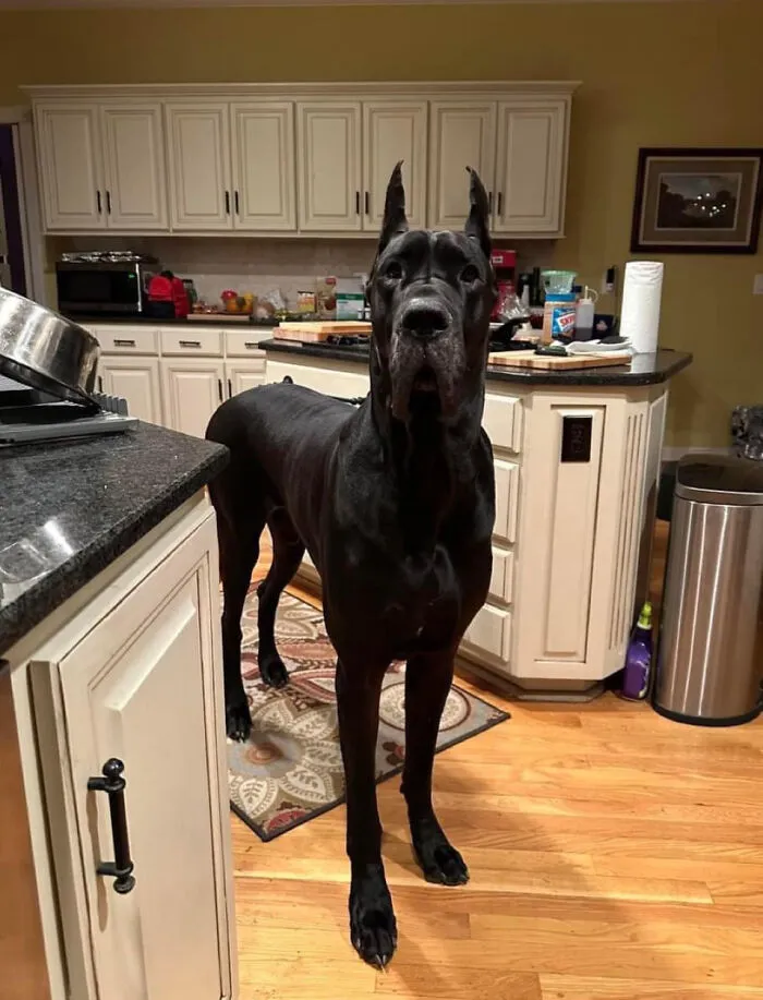 Anybody Taller Than The Countertops In The House Needs To Pay Bills