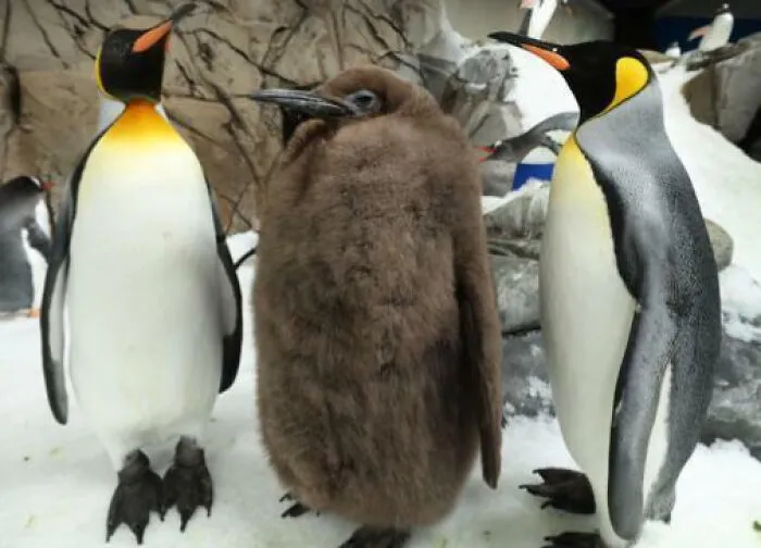 Pesto Is The Biggest Baby Penguin Ever Hatched At The Sealife Melbourn Aquarium. Already As Big As His Parents