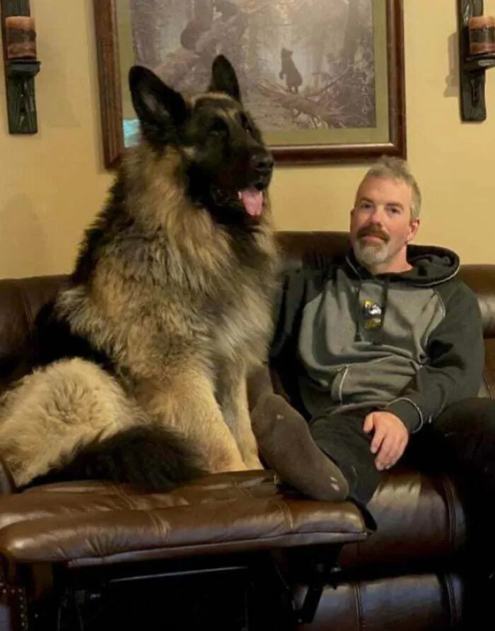DNA Came Back 93% German Shepherd, 7% Unidentifiable, We’re Guessing Grizzly Bear