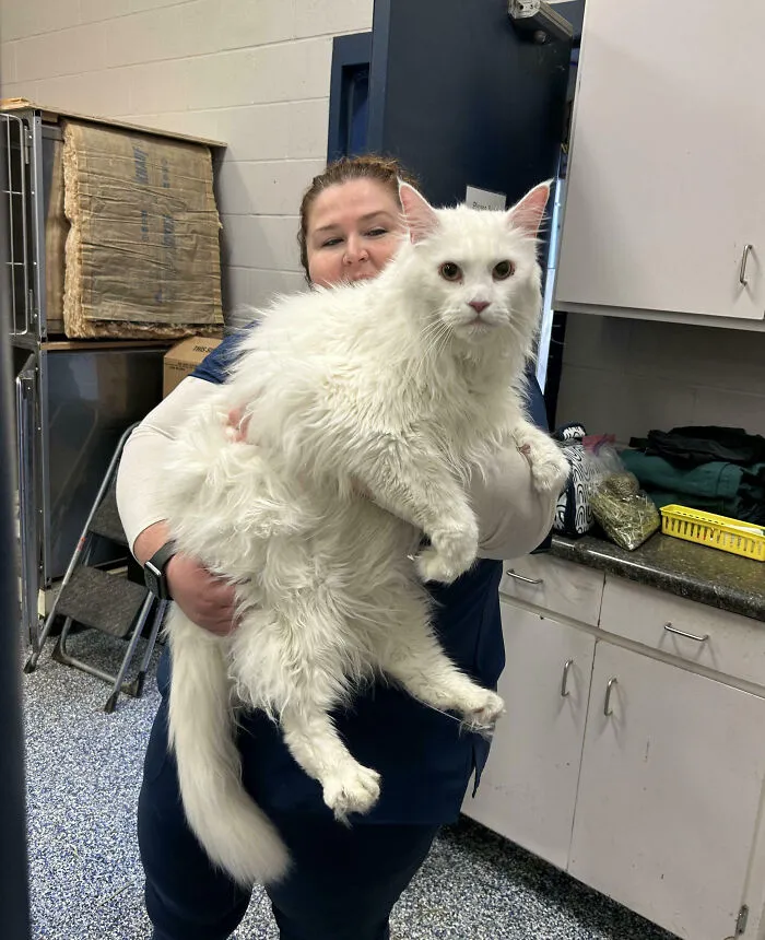 This Giant Maine Coon I Got To Hold At Work Today. He Is Super Sweet! The Best Boy