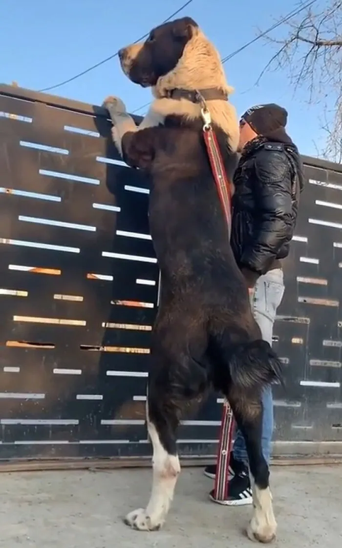 What A Cute Gentle Giant