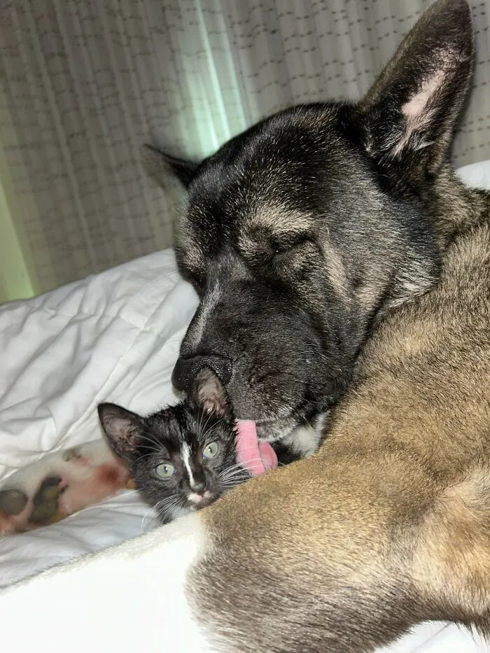 My Dog Adopted A Kitten