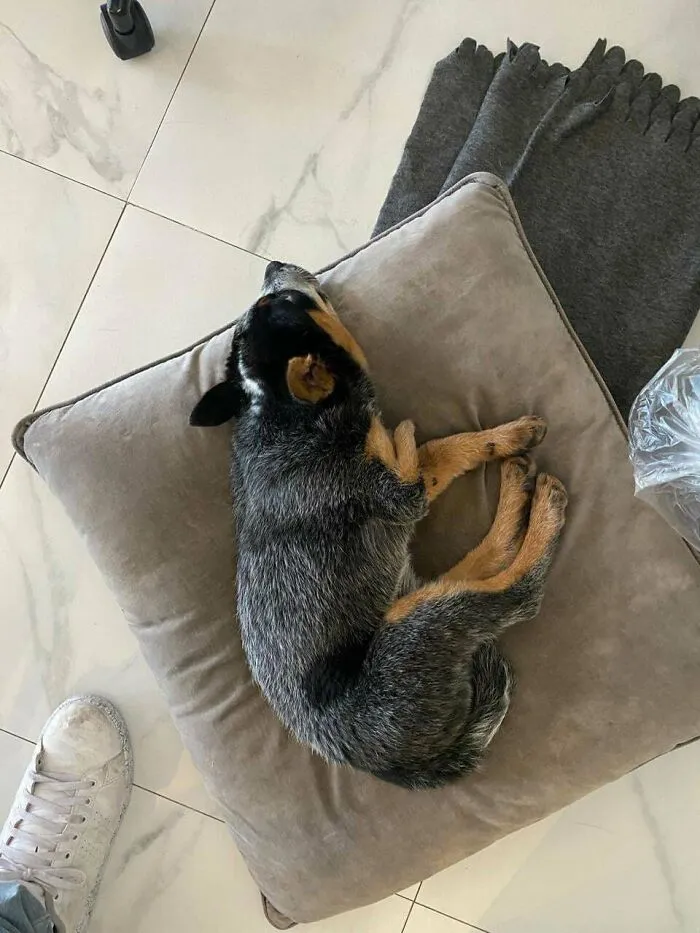 Meet The Best Dog In The World