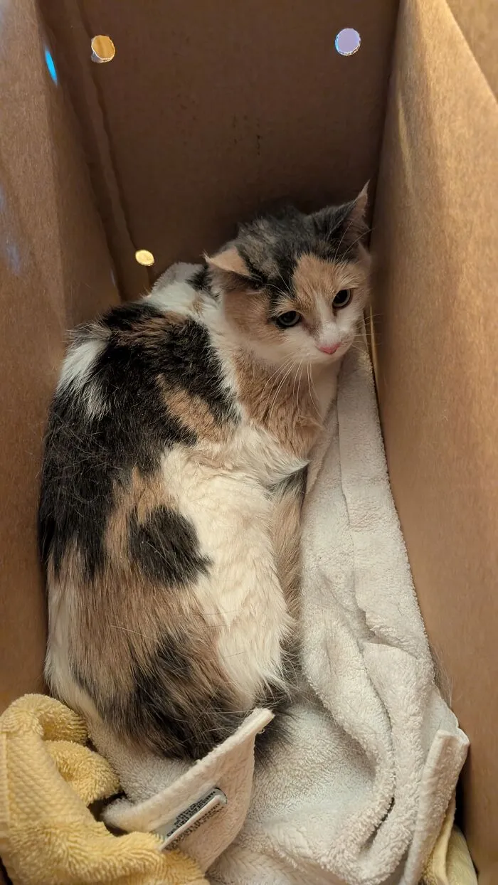 Just Adopted My First Cat At 41 Years Old. Meet Bonnie Mcpurry