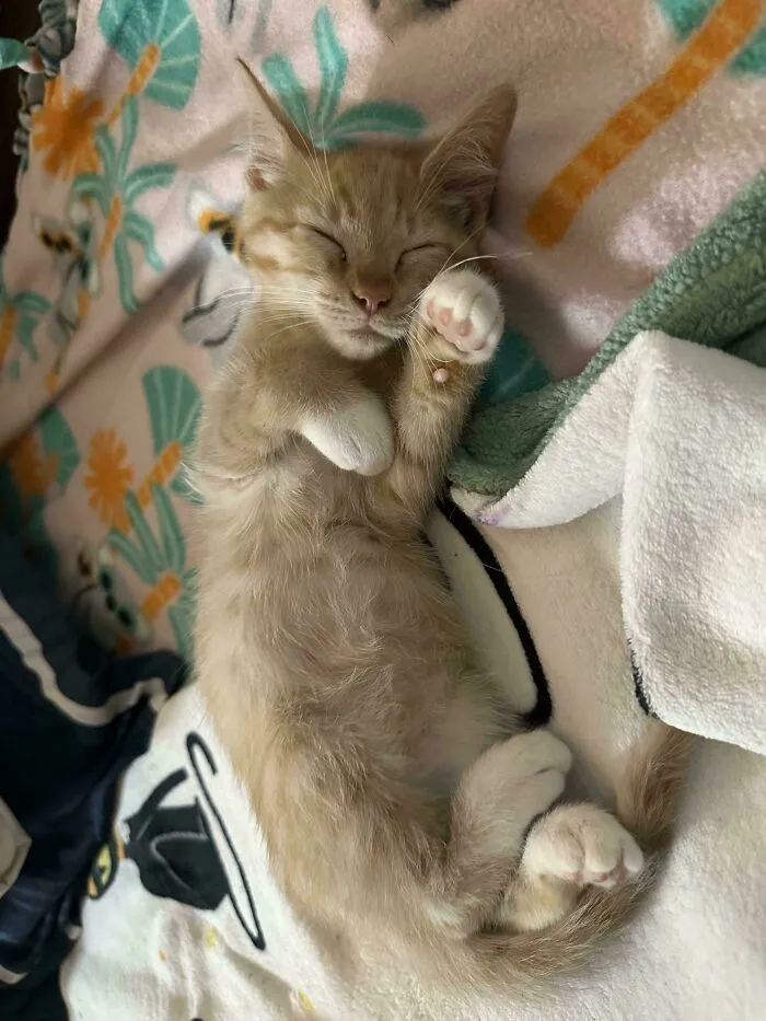We Just Adopted Our Very First Orange!