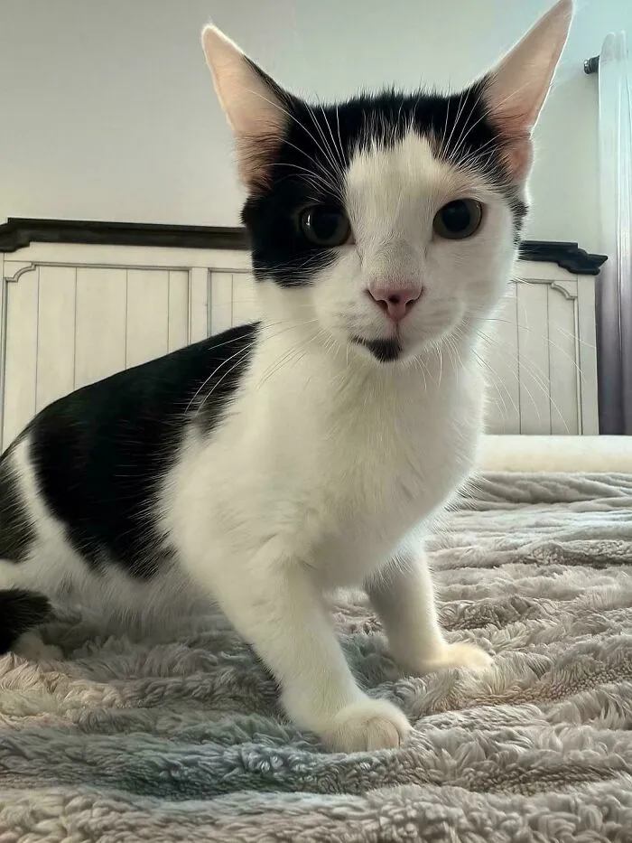 Meet Macaroni
