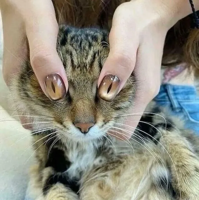 Este gato con esta manicura