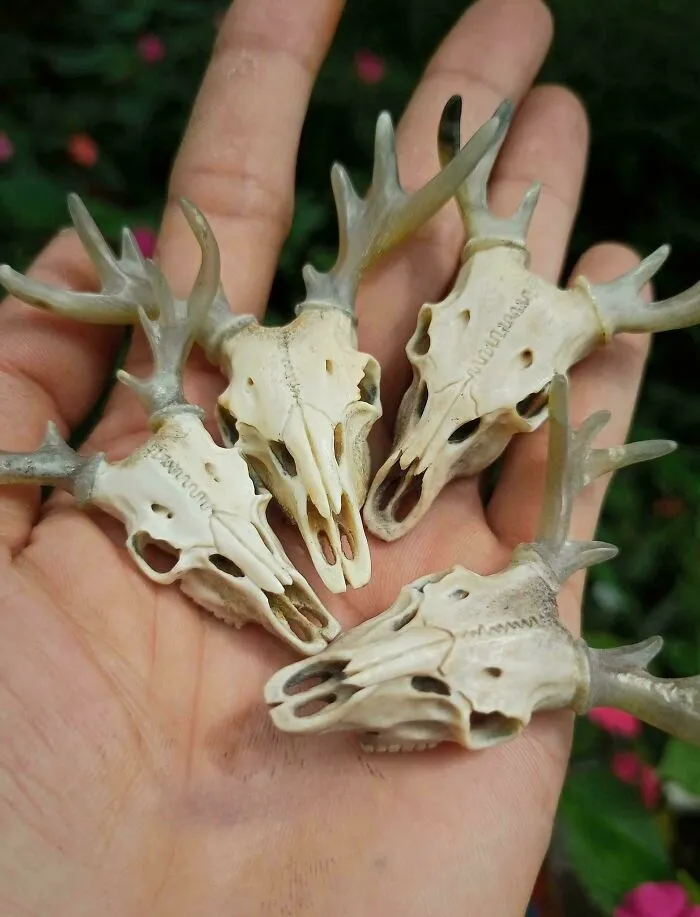 Deer Skull That I Carved From Deer Antlers