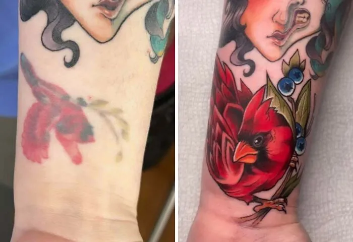 Faded red bird tattoo on wrist transformed into vibrant cardinal with detailed feathers and blue berries.