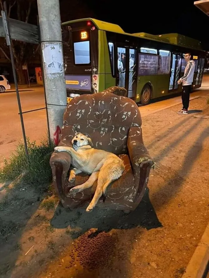 Dog lounging comfortably on an old armchair at a bus stop in an urban nighttime setting, cute dog-themed animal image.