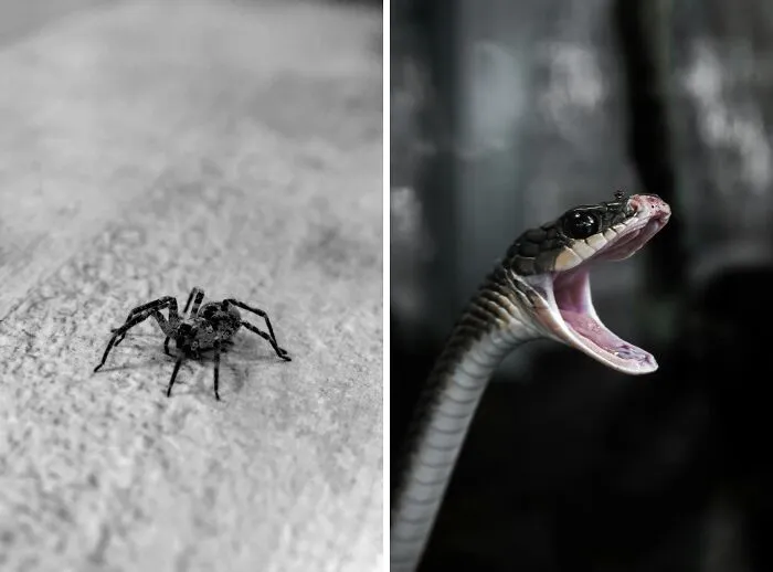 Close-up of a spider on a textured surface and a snake with its mouth open, illustrating a toddlers or alligator choice concept.