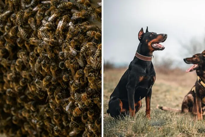 Would You Rather Be Chased By A Swarm Of Bees Or Chased By Two Guard Dogs?