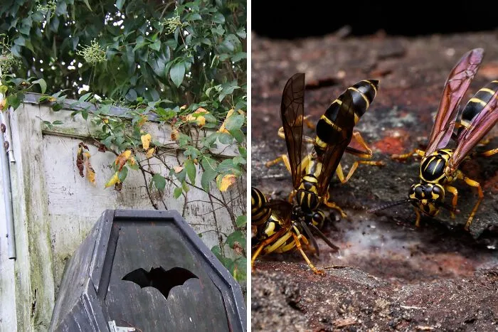 Would You Rather Be In A Coffin Underground For 35 Minutes Or Be Locked In A Room Full Of Wasps For 35 Minutes?