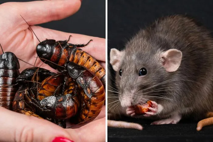 Would You Rather Have Hundreds Of Cockroaches Crawl All Over Your Body Or Have One Giant Rat Sit On Your Chest For 20 Minutes?