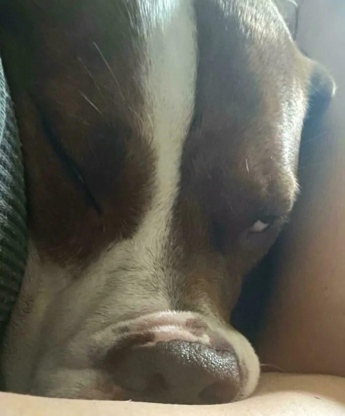 She Started Heartworm Treatment And The Gabapentin Just Kicked In