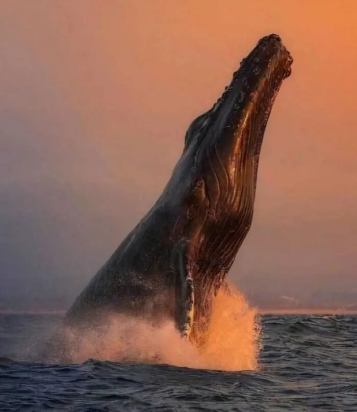 Fotografía perfecta de esta ballena saliendo a la superficie.