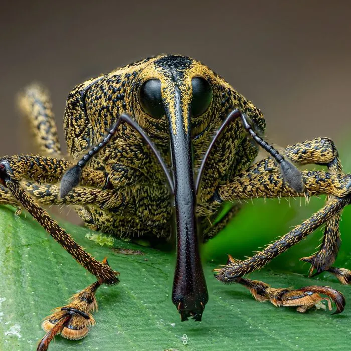 Weevil