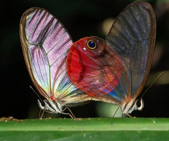 Two Mating Clear Wing Butterflies