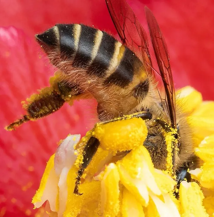 Bee