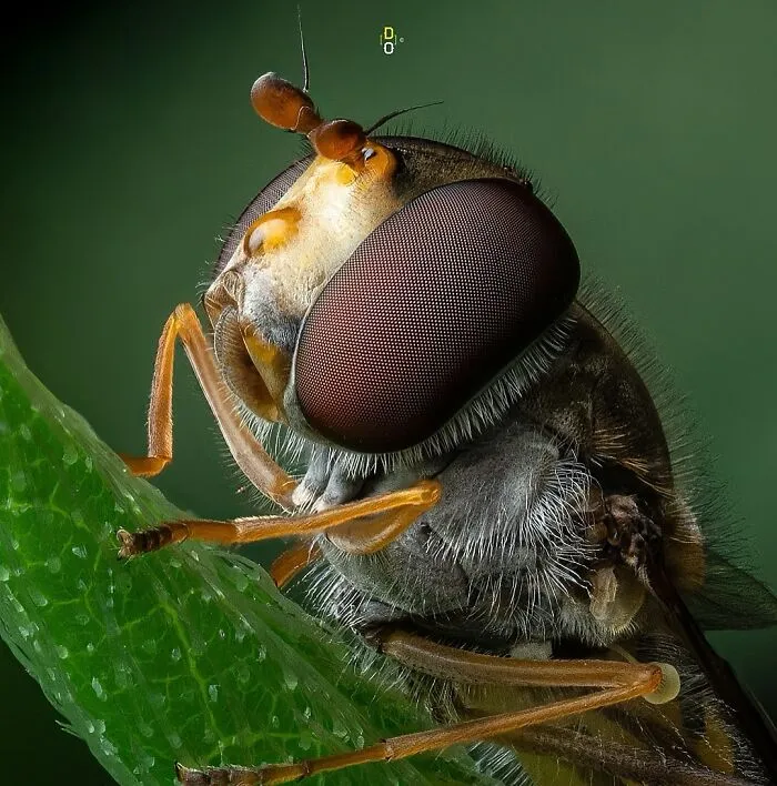 Hoverfly