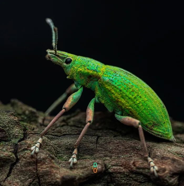 Weevil