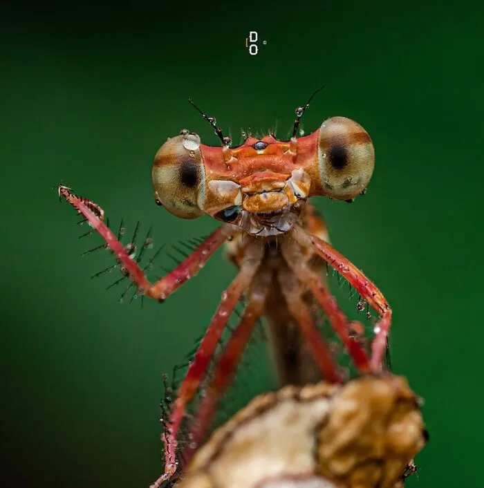 Damselfly