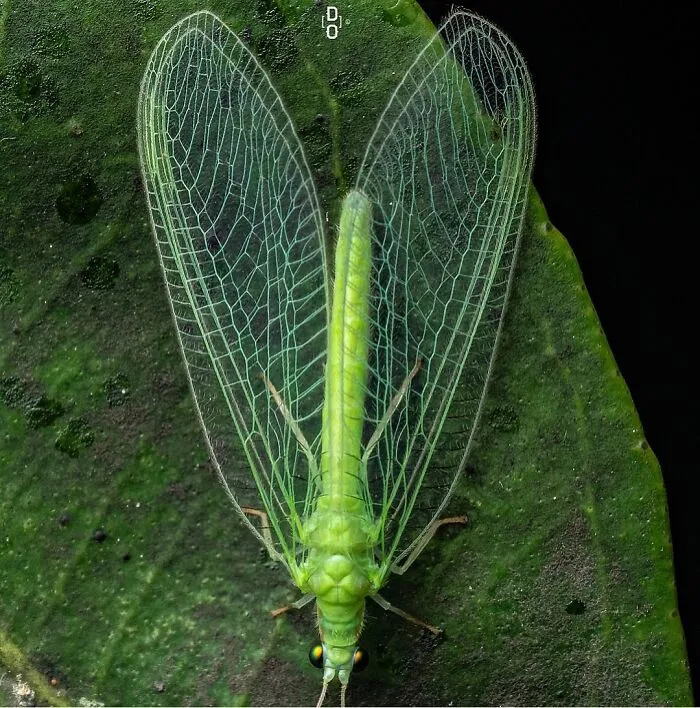 Lacefly
