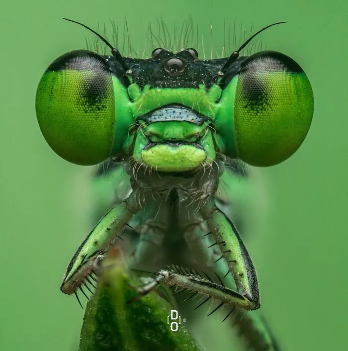 Damselfly