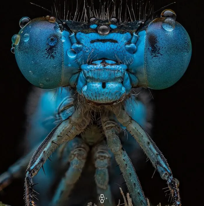 Damselfly