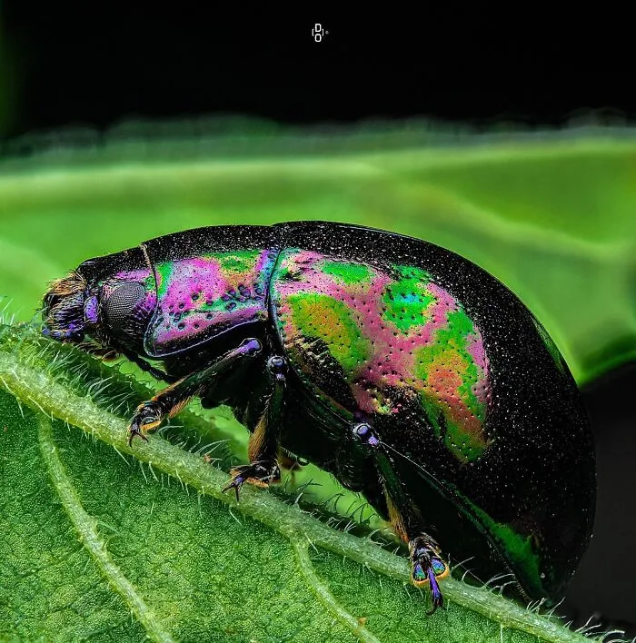 Leaf Beetle