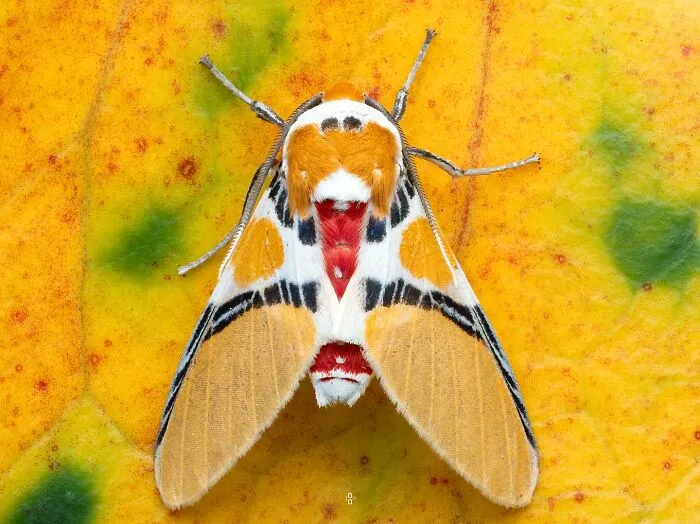 Moth