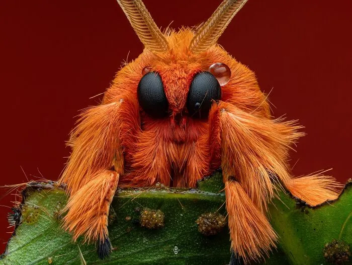 Moth
