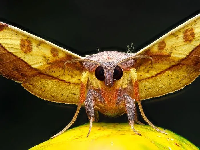 Moth