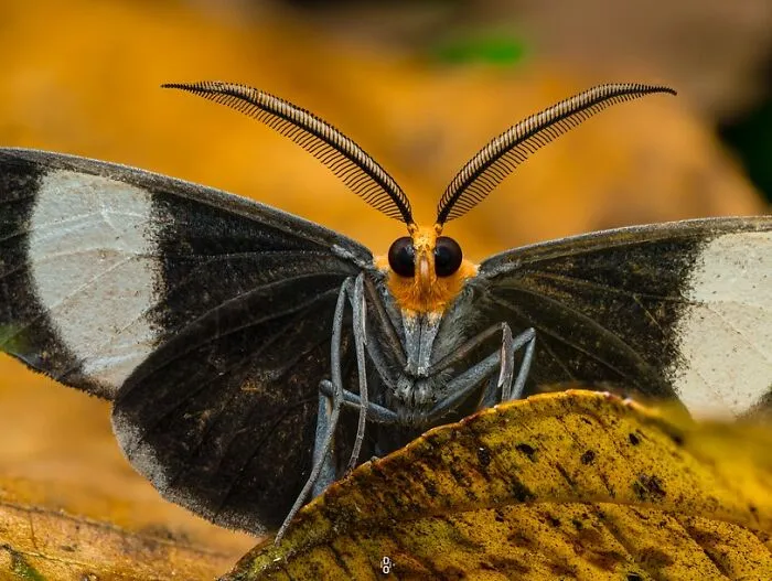 Moth