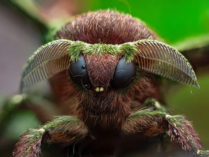 Moth
