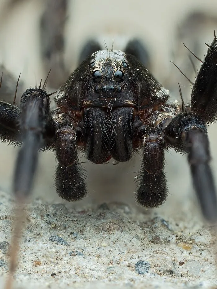 Wolf Spider