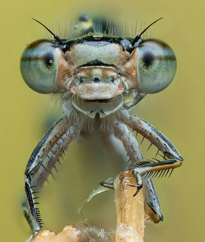 Damselfly