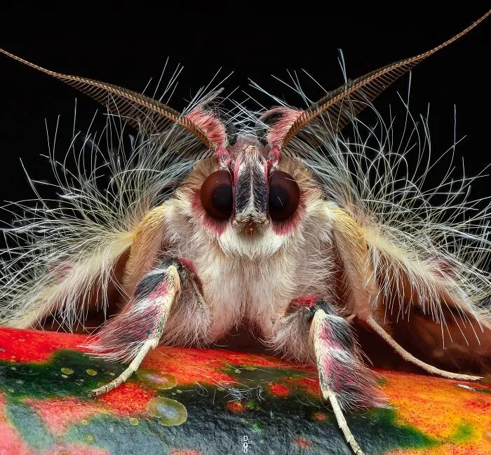 Moth