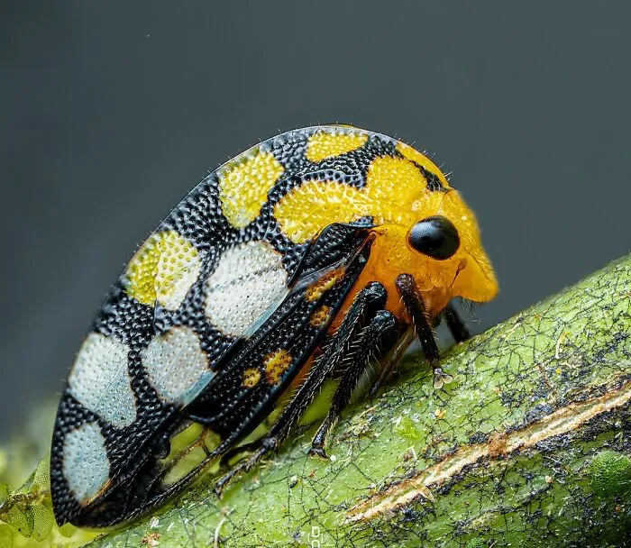 Treehopper