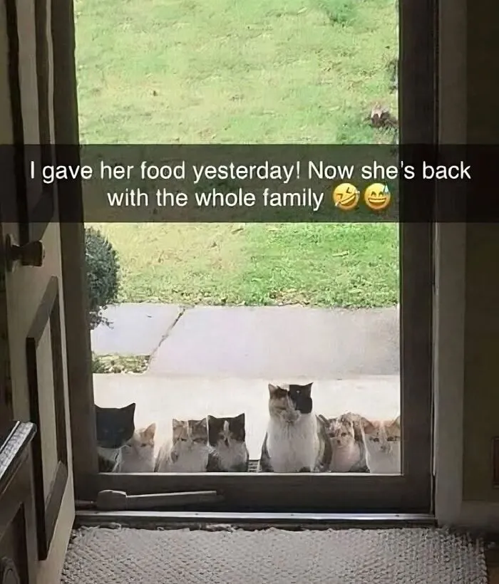 50 Memes That Blend Internet’s Most Favorite Things — Humor And Cats (New Pics)