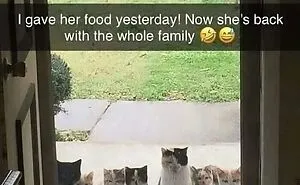 50 Memes That Blend Internet’s Most Favorite Things — Humor And Cats (New Pics)