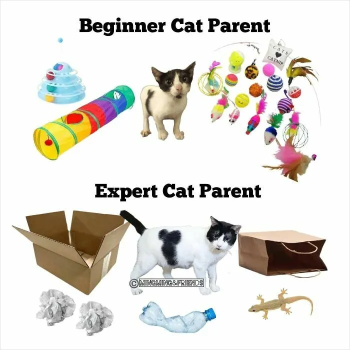 50 Memes That Blend Internet’s Most Favorite Things — Humor And Cats (New Pics)