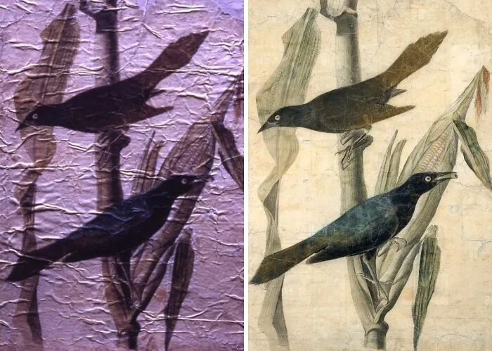 "Purple Grackle" By John James Audubon 