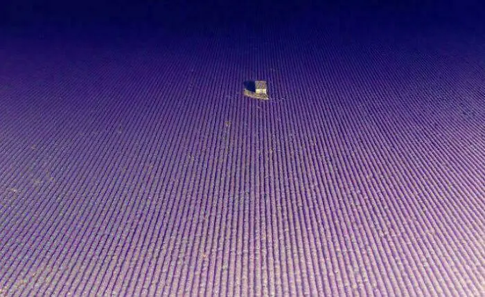 Infinite Lavender Field In Valensole, South Of France