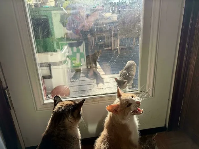 Two cats near a door with one meowing loudly, while three other cats are visible outside on a sunlit deck.