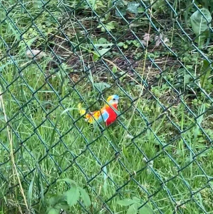 Anyone Know What Type Of Bird This Is? Spotted Whilst Running In Hostivice, Czech Republic