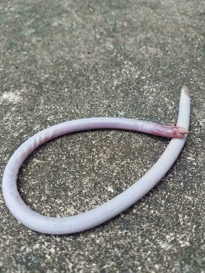 Parece un gusano, pero tiene columna vertebral, 28 cms, centro-norte de Florida